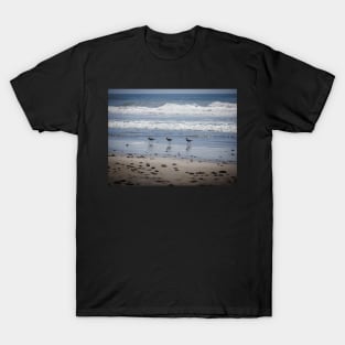 California Beach Birds Chilling on the Sunny Beach Photo V1 T-Shirt